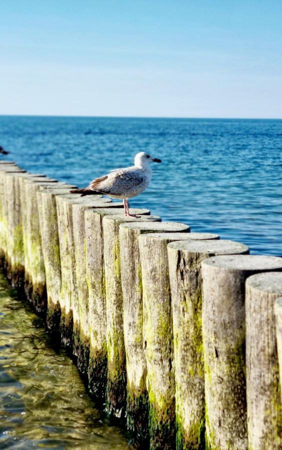 Seaside Czarna Mewa